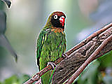 parrotvm