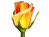 rosegarden